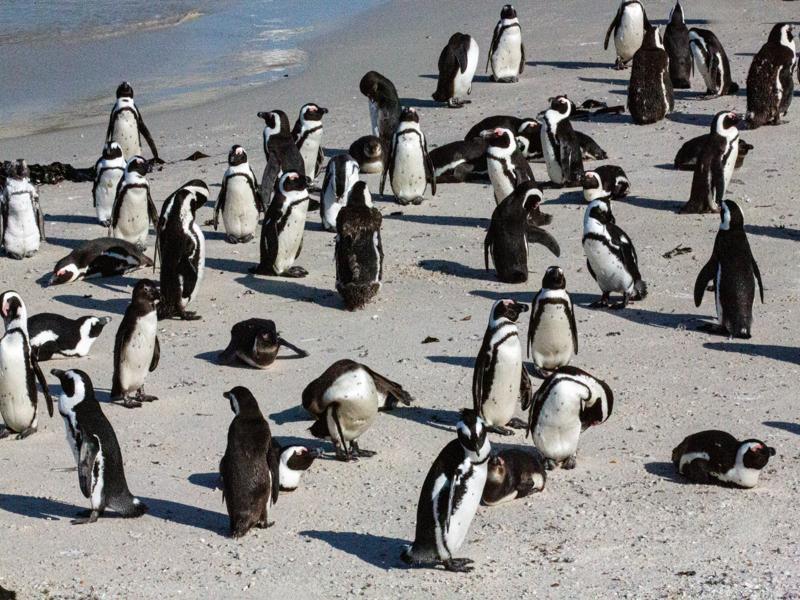 Penguins at Boulders Beach