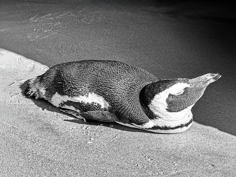 Sunbathing penguin