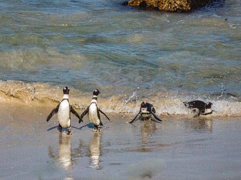 Penguins in the ocean