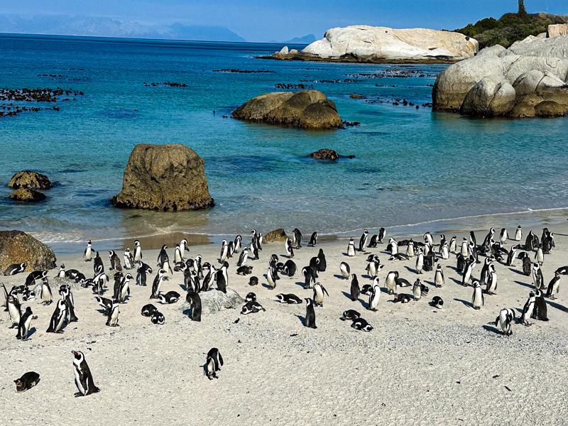 Penguins at Boulders Beach