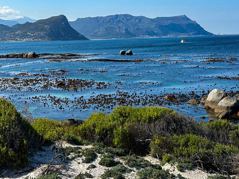 View near Boulders Beach