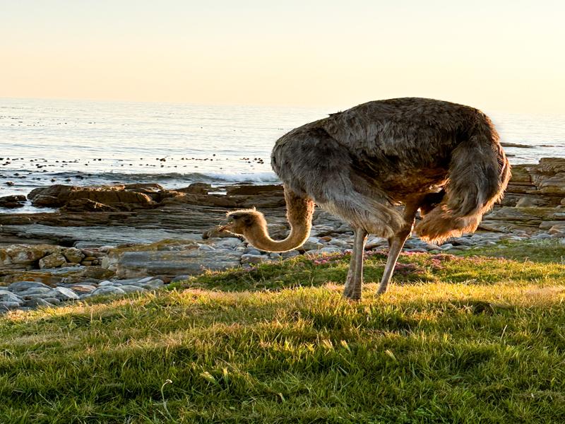 Ostrich near the cape