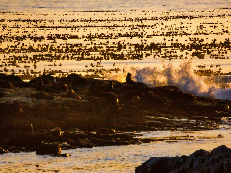 Sea lions at the cape