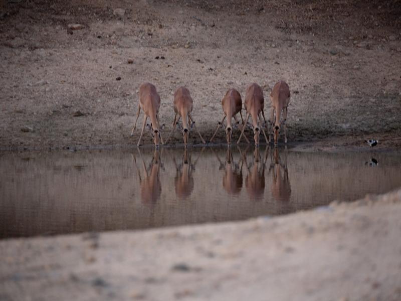 Springboks drinking