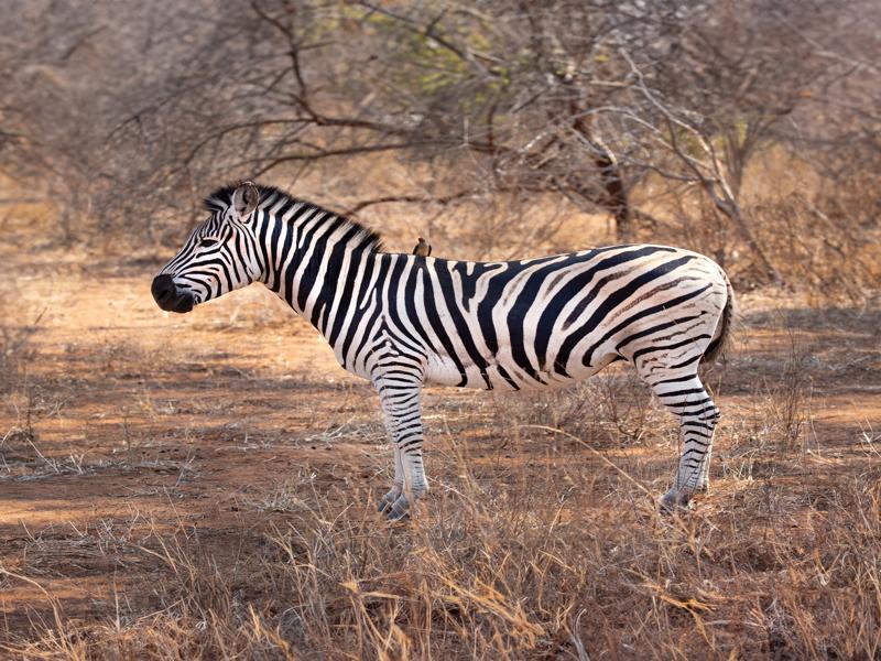 Zebra with a bird friend