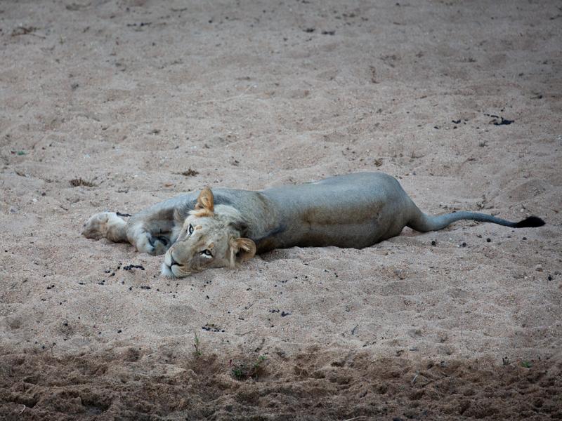 Lion relaxing
