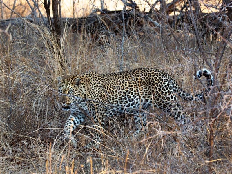 Leopard walking near our vehicle