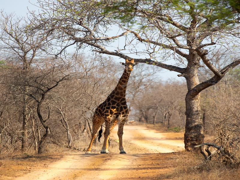 The greeting giraffe