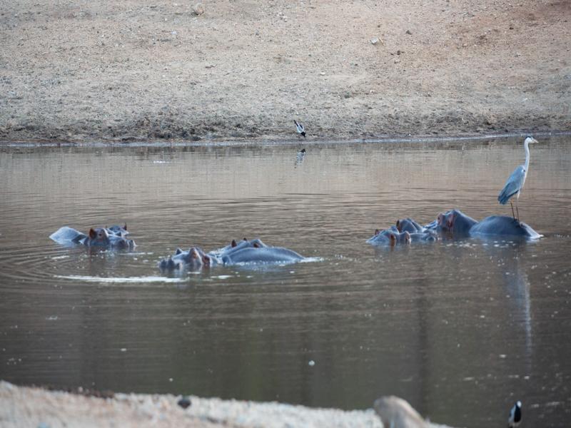 Hippos in the reservoir