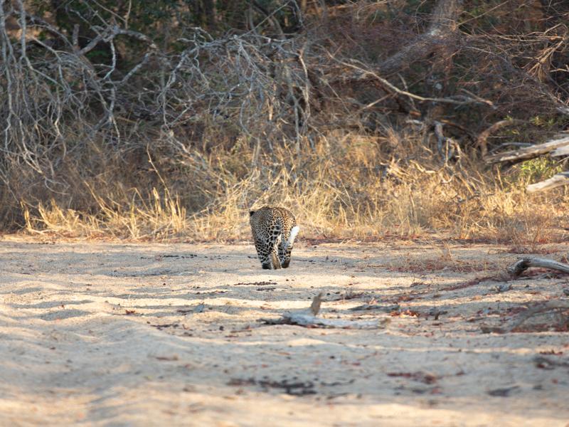 Leopard in the riverbed