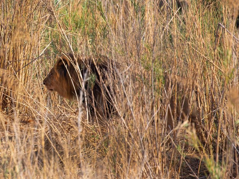 Male lion in the riverbed tall grass