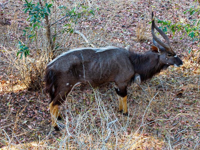 Nyala near our resort