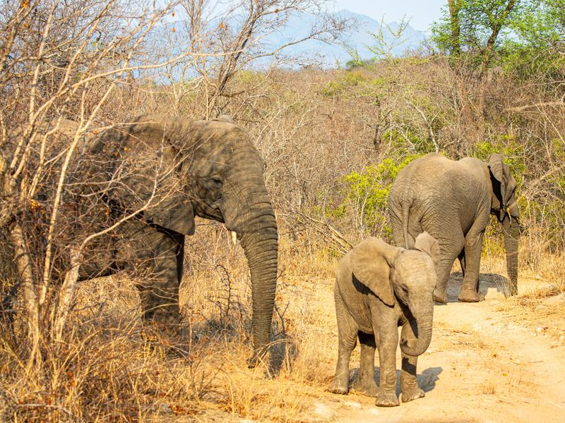 Baby elephant with herd