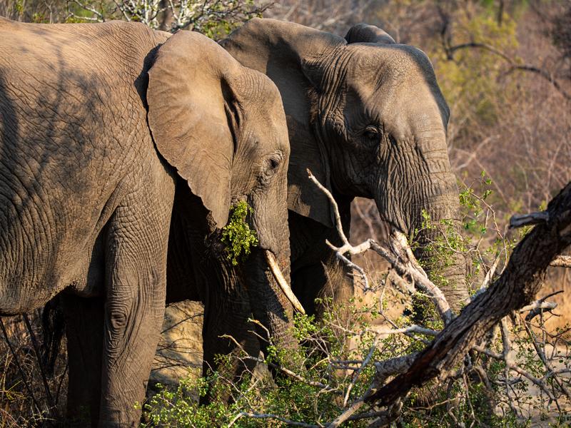 Munching on the tree they knocked down