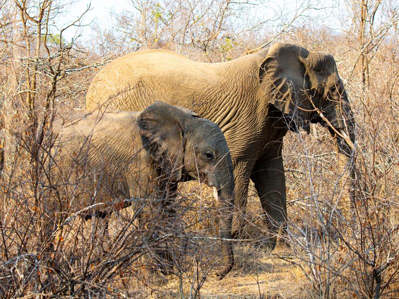 Elephants on the move