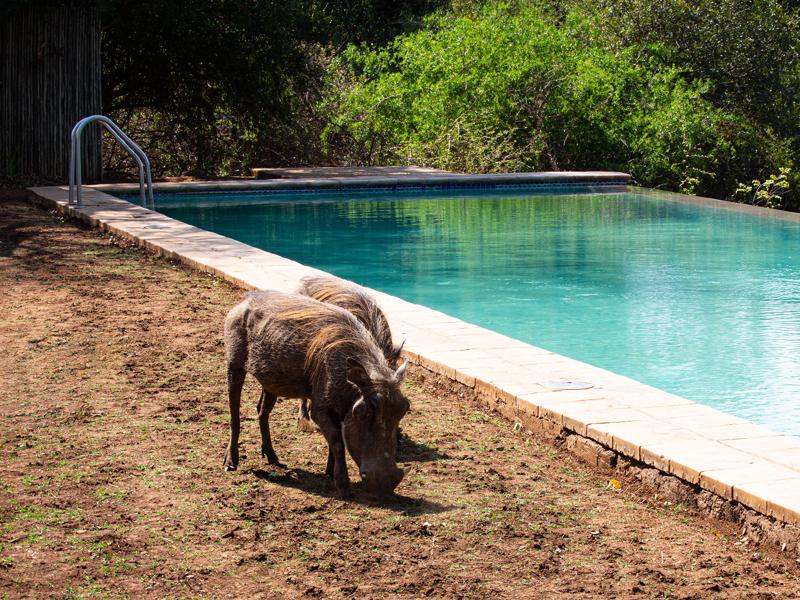Warthogs by the pool