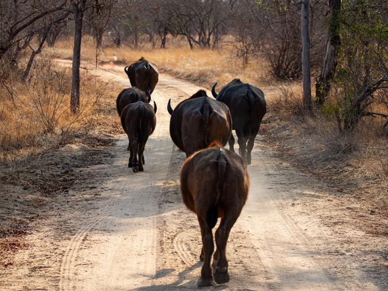 Water buffalo on the move