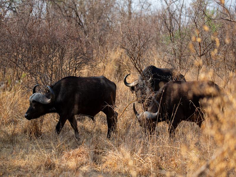 Large herd of water buffalo