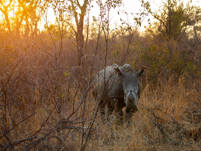 Rhino at sunrise