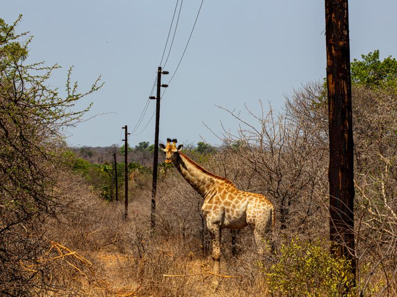Giraffe on our way into the reserve