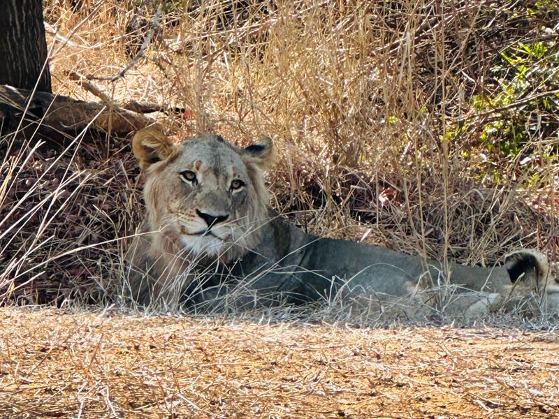 Lion in the afternoon