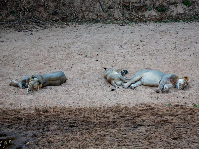 Sleeping lion family