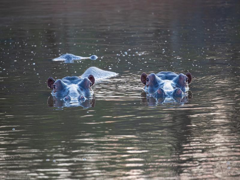 Hippos at sunset