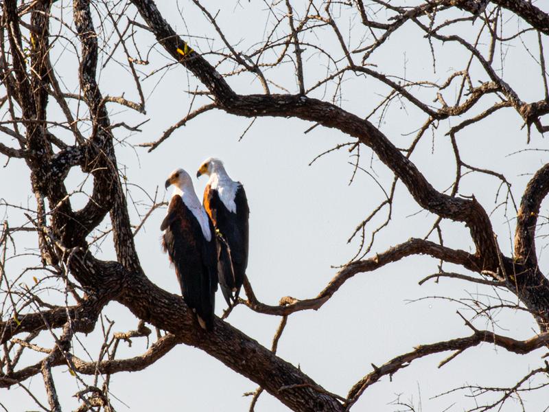 Fish Eagles