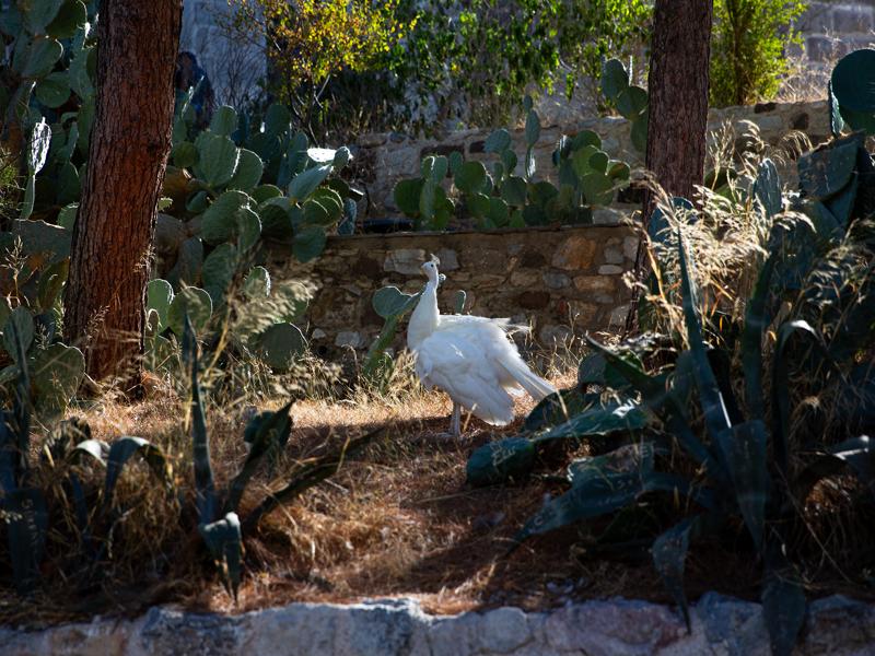 White peacock at the castle