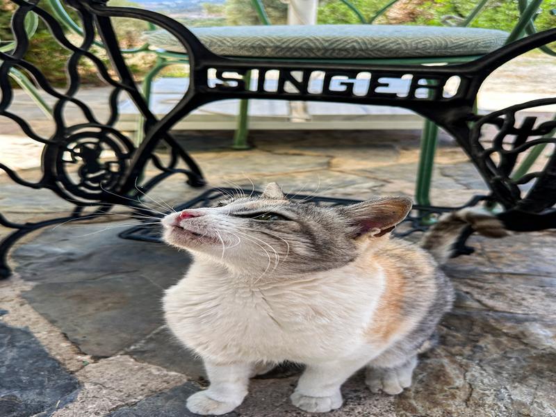 Cat friend at Karnas Vineyards